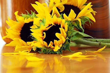 Fototapeta Sunflowers 5421